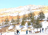 Faraya Mzaar