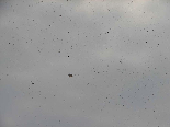 Israeli Leaflets Falling From The Sky
