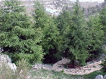 Lebanon Independence 2005